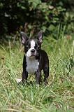 BOSTON TERRIER 097